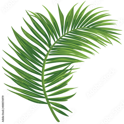 Clean clipart of a palm frond isolated on white with clear margins