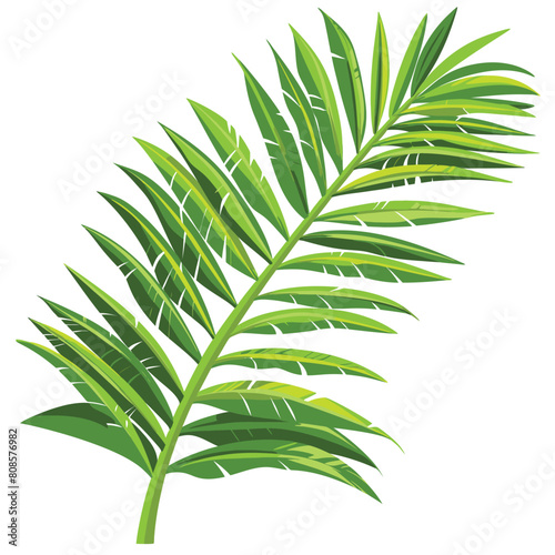 Flat clipart illustration of a single palm frond with clean edges on white background