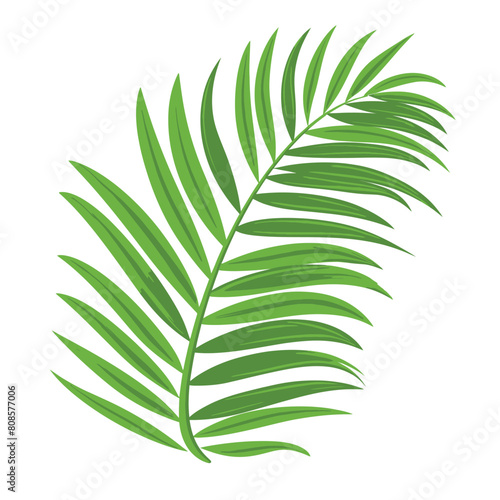 Simple clipart of a palm frond with sharp edges against white backdrop