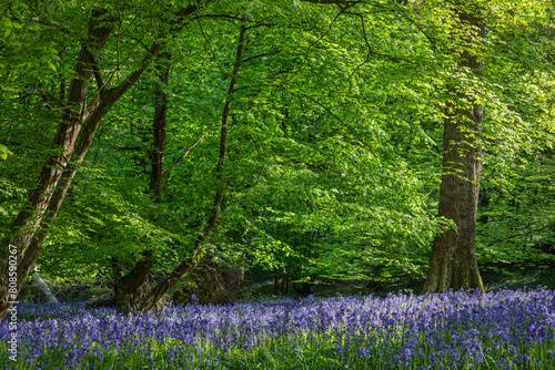 Carpets of bluebells in woodland on the high weald near Mountfield east Sussex south east England UK