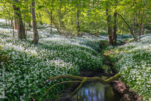 Wild Garlic woodland on the high weald near Mountfield east Sussex south east England UK