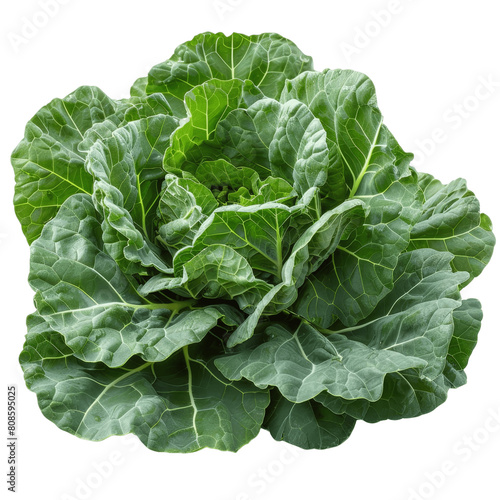 Green cabbage, also known as common cabbage, is a leafy green, red, or purple biennial plant grown as an annual vegetable crop for its dense-leaved heads.