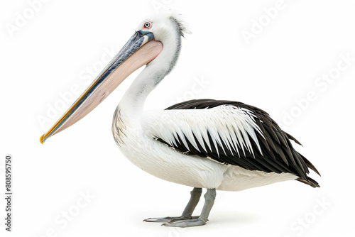 a pelican standing on a white surface