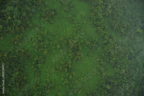 Lush green ariel view of the jungle rain forest canopy in Toledo District, Southern Belize, Central America with tree tops in lush green taken from a light aircraft