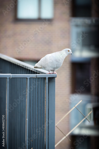 Pigeon on a fence / Gołąb na balkonie 