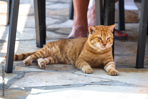 sleepy ginger cat under the table, Greece, Corfu / śpiący, rudy kot pod stołem, Grecja, Korfu 