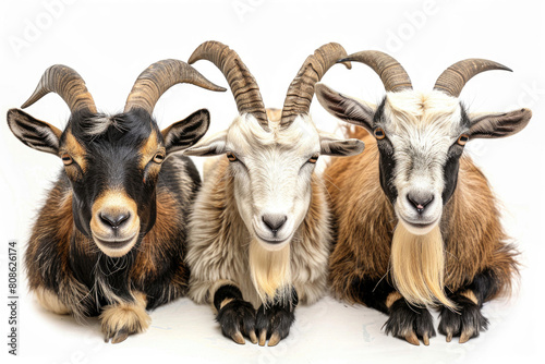 Three goats, horns intertwined