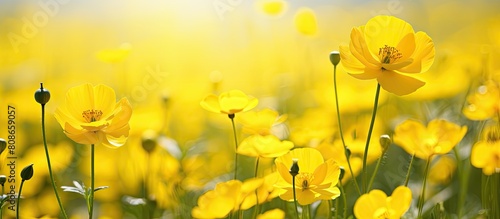 The bright yellow buttercup flowers in full bloom create a sunny atmosphere providing nectar to bees and flies in meadows and fields promoting environmental health and protection Copy space image