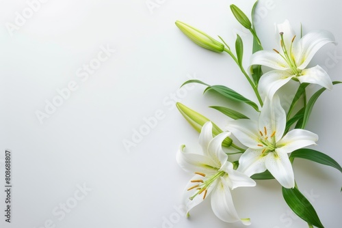 Funeral lily on white background with ample space for text and memorial services