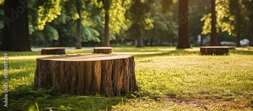 Public park with freshly cut wooden stumps and clean deadwood copy space image