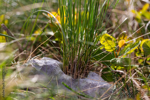 limestone rocks in karst land