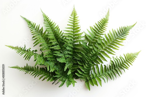 potted houseplant - Boston fern over white background. Plant leaves png isolated