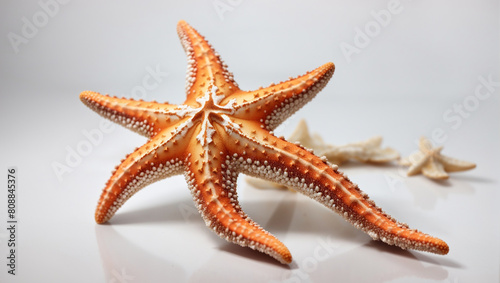 red starfish on white background