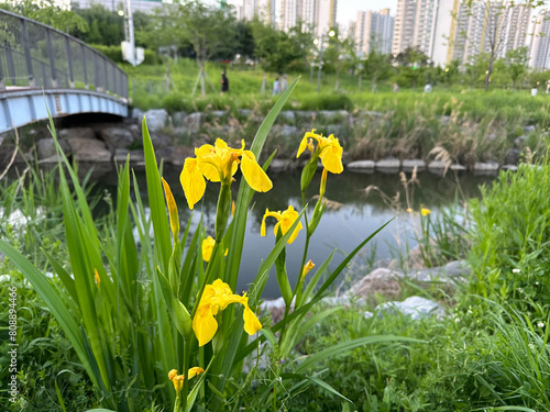 노란색 붓꽃이 핀 공원