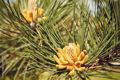 Kosodrzewina, Pinus mugo Turra