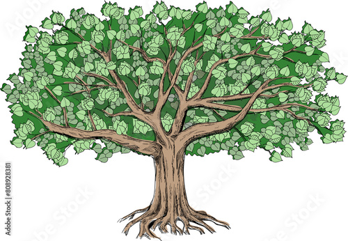 Green tilia with a large green crown. Big hand drawn illustration can be used like element of design and background. 