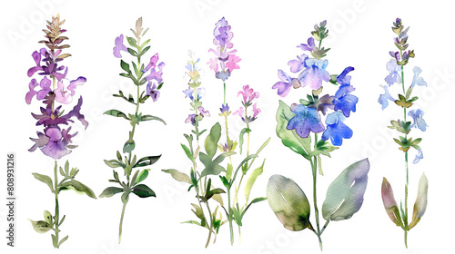 Watercolor clipart of four beefriendly garden flowers Lavender, Thyme, Borage, Sage inviting and beneficial, isolated on transparent background