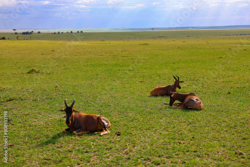 A herd of animals grazing on the African savanna, Kenya, Masai Mara National Park