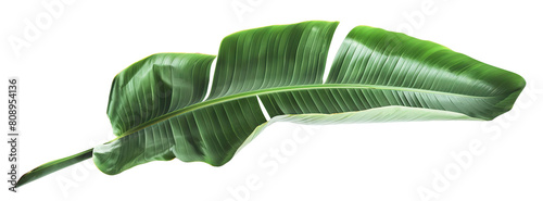 Fresh, lush green banana leaf, cut out