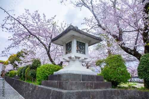large traditional lantern with cherry blossoms blooming front Fujisan Hongu Sengen Taisha Shinto Shrine in Fujinomiya famous shrine and landmark Shizuoka Japan