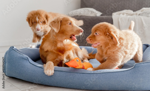 Toller Dog With Puppies And Bright Toy Duck In Blue Bed Is A Nova Scotia Duck Tolling Retriever