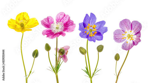 Quartet of hardy tundra flowers Arctic Poppy, Saxifrage, Silene, Moss Campion survivalists in vibrant colors, isolated on transparent background