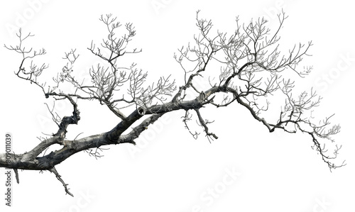 Twisted bare tree branch, detailed texture isolated on transparent background png