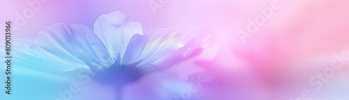 Close-up of a beautiful flower with a gradient pastel background in pink, purple, blue and white colors.