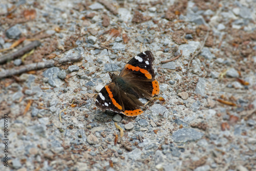 Red admiral butterfly (Vanessa Atalanta) sitting on stone path in Zurich, Switzerland