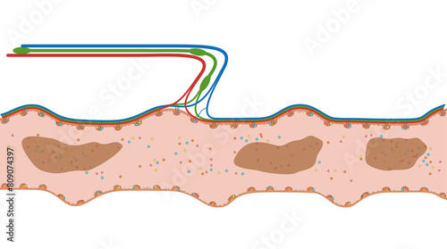 Darmzotten des Ileum oder Krummdarm - der Dünndarm im Verdauungstrakt des Menschen - Anatomie