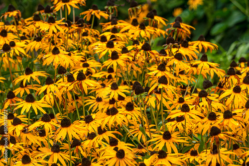 A flowerbed of yellow rudbeckia flowers in a city park.
