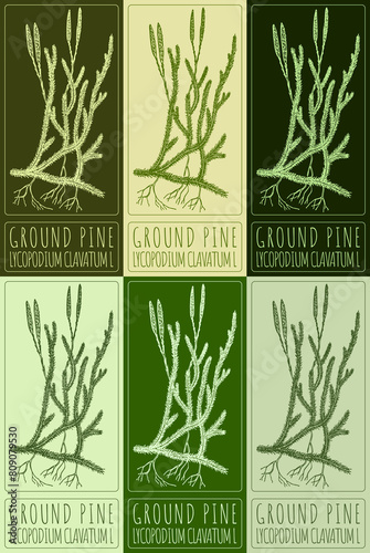 Set of drawing GROUND PINE in various colors. Hand drawn illustration. The Latin name is LYCOPODIUM CLAVATUM L