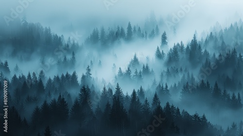  pine trees in foreground, foggy sky in background