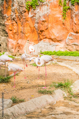 A flamboyance of Pink flamingos standing in water at South Africa,Phoenicopterus roseus.