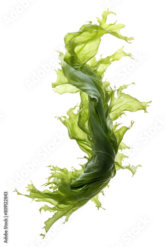 PNG Swaying kelp seaweed plant leaf white background