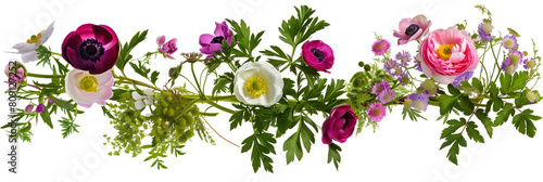 set of groupings of ranunculus, anemones, and asters with wild herbs and foliage, isolated on transparent background
