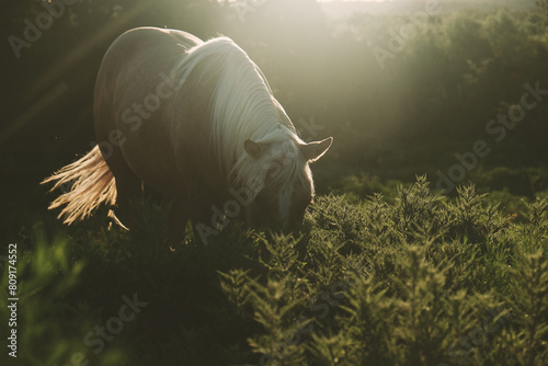 Palomino horse during dreamy haze of golden hour on ranch.