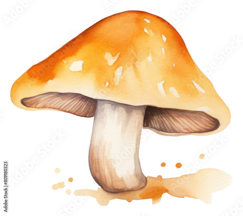 PNG Mushroom fungus nature agaric.