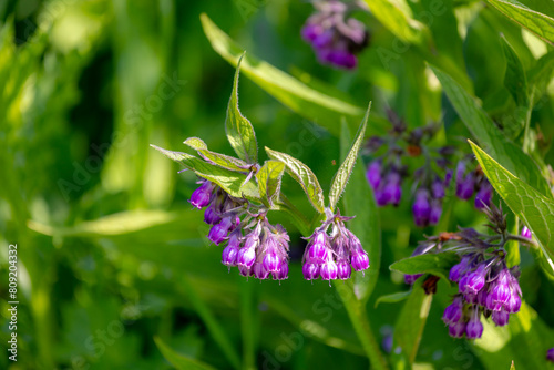Selective focus of violet flower with green leaves, Common comfrey or Symphytum officinale is a perennial flowering plant in the family Boraginaceae and species of Symphytum, Nature floral background.