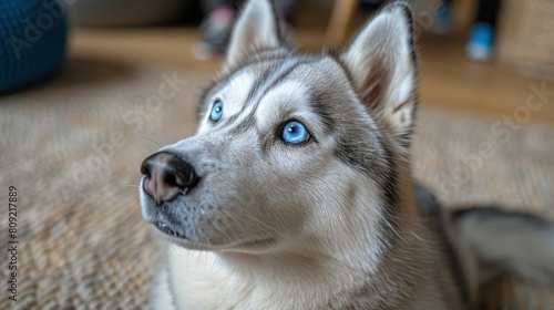  A curious husky dog with blue eyes stares up at the camera while lying on the floor