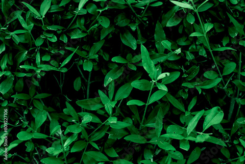 Zielona roślina 