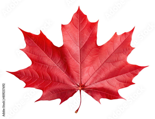 PNG Canada maple leaf plant tree fragility. AI generated Image by rawpixel.