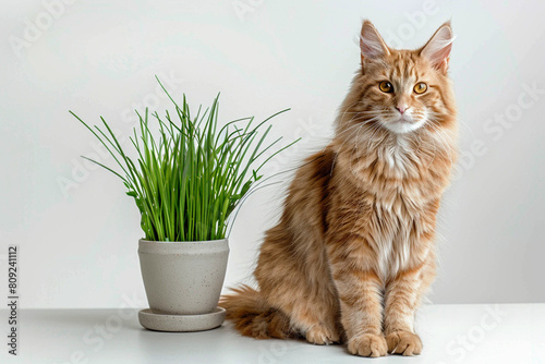 Maine Coon sits next to grass in a pot on a white background, animal feeding concept.