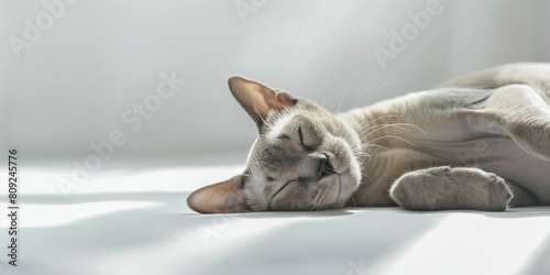 A light-colored Sphynx cat lies and dozes on a white background, shadows fall on the cat
