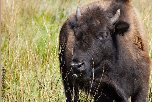 A young bison in a green field.