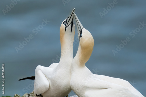Northern Gannets pair fondling each other