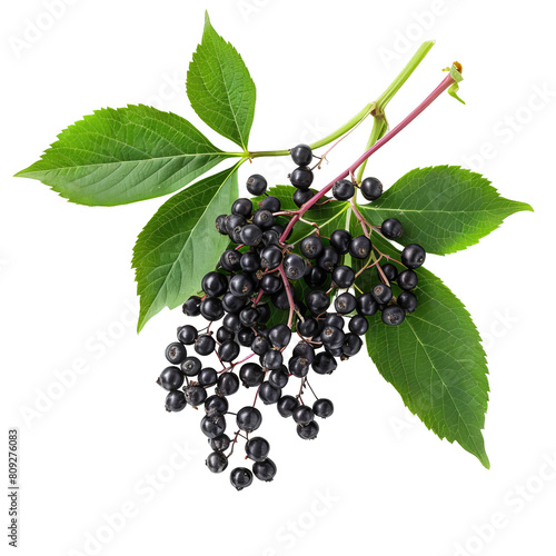 A bunch of black berries on a leaf. The leaf is green and has a stem