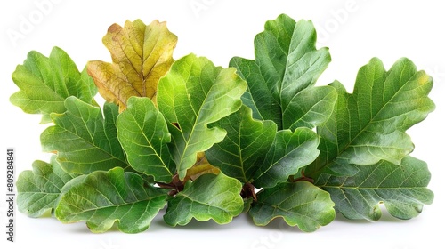 A close-up photograph of a handful of green oak leaves with serrated edges, veins, and a single brown leaf.