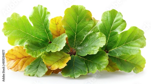 A close-up photograph of a handful of green and yellow oak leaves against a white background.
