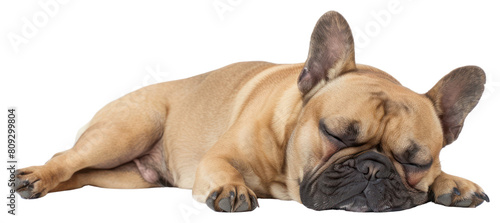 PNG French bulldog animal mammal pet.